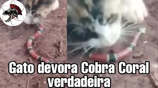 Gato devora Cobra Coral Verdadeira  Biólogo Henrique o Biólogo das Cobras [upl. by Austina96]