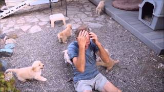 Golden Retriever Puppy Attack [upl. by Tristram]