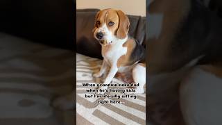 beaglepup beaglebreed dog puppy beaglebaby beagledog funny beagleboy dogbreed pets [upl. by Kailey531]