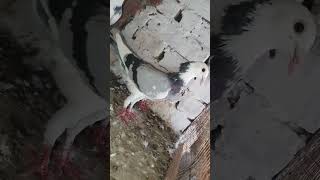 Sabaz Dobaz Joray Confirm Gurantee walay ►Birds Society trending foryou racerpigeon viral fyp [upl. by Eanert697]