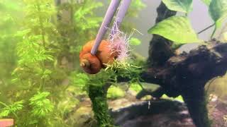 Golden Inca Snail Apple Snail Do Not Buy  Planted Aquarium [upl. by Eydnarb]