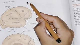 Surfaces of cerebral hemisphere  sulcus anf gyrus of each lobe in easy wayneuroanatomycerebrum 2 [upl. by Aria]