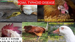 FOWL TYPHOID DISEASE [upl. by Neral]