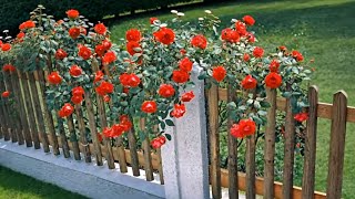 50 Best Flowering Vines and Climbers to Grow in Home Garden [upl. by Malina831]