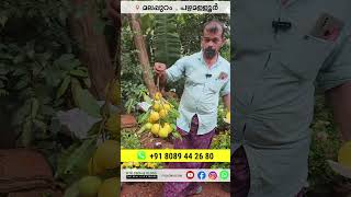 മുന്തിരി കുലപോലെ അബിയു മലപ്പുറത്ത് abiu fruit PouteriacaimitoPlant [upl. by Chaunce]