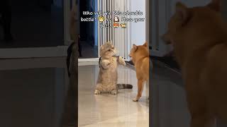 Who will win this adorable battle 🐱 vs 🐶 Place your bets 😻🐕 Shorts CatCute [upl. by Enileme]