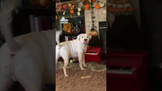 Bruno the american bulldog plays tiny piano 🎹🐶 🎥 Josephine Vyeda via ViralHog [upl. by Welton985]