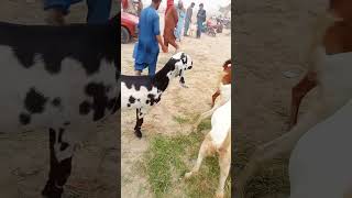 دیسی جوڑا youtubeshorts animal cow [upl. by Atiuqes198]