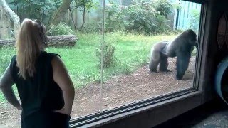 Silverback Gorillas Fighting Over Attention at Omaha Zoo [upl. by Anierdna]