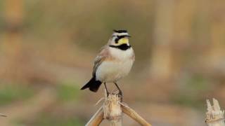 Horned Lark Video Portrait [upl. by Noiramed]