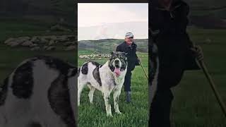 ⬆️Really Huge Dogs 💯🔝 from Sorin Traian Pojars kennel shorts subscribe shortvideo viralvideo [upl. by Jessa]