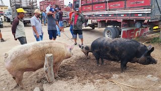 SUÍNOS DE 120 REAIS EM CAPOEIRAS PE ALÉM DE CAPRINOS E OVINOS 08112024 nordeste [upl. by Haymes]