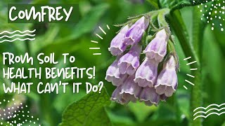 Comfrey From Soil to Health Benefits [upl. by Eesak623]