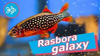 RASBORA GALAXY · Microrasboras para ACUARIO 🚀 [upl. by Halas]