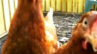 Chickens  extreme close uppecking camera [upl. by Stillman27]