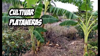 Como Cultivar PLATANERAS o GUINEOS 🍌  Huerto Orgánico  La Huerta de Ivan [upl. by Bevan]