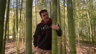 Bambou du jour  Le Phyllostachys edulis [upl. by Rayham749]