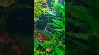 Slow moving plenum tank aquarium ludwigia balancedaquarium slowmovingplenum [upl. by Ellac]