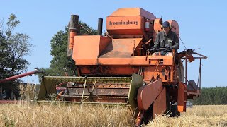 Dronningborg D900 SelfPropelled Combine in the field harvesting barley  Harvest Season 2021  DK [upl. by Mortimer]