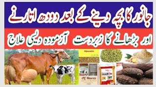 How to increase milk cow l Buffalo after dilevery ll [upl. by Fields]