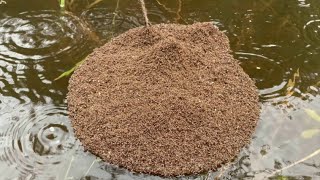 Flood waters spark warning of fire ants [upl. by Bale]