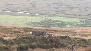 Four deer on the Isle of Lewis near Uig [upl. by Adnert]