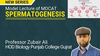 MDCATNew seriesSpermatogenesisZubair Ali [upl. by Acker271]