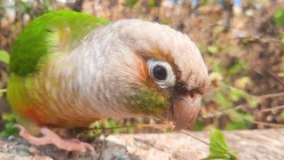 beautiful bird singing sound  green cheek conure Bird sing on a clear day [upl. by Anahsat648]