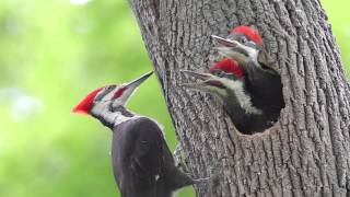 Pileated Woodpecker Chicks At the Nest [upl. by Ehlke136]