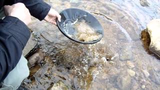 gold panning scotland nugget find balle an oir helmesdale [upl. by Pylle689]