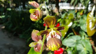 Lan Hài Ân Địa Hài Cypripedium subtropicum  Toán Ròm Garden [upl. by Birmingham]