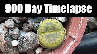 900 Day Timelapse of Lithops bromfieldii var sulphurea C362 [upl. by Ylrad]