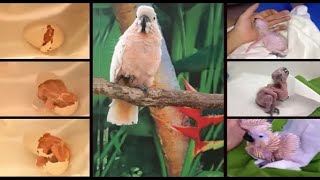 Moluccan Cockatoo baby Hatching [upl. by Sylvester]