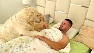 How a Golden Retrievers owner wakes up [upl. by Lawler]