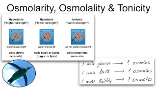 Chemistry Basics Osmolarity Osmolality and Tonicity [upl. by Margarida]