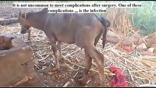 Complications of medial patellar desmotomy Gonitis Improper medial patellar desmotomy in a buffalo [upl. by Zaneta]