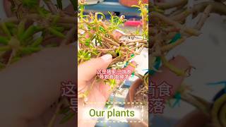 Fertilizer your plants shorts short flowers garden plants nature [upl. by Ymor]