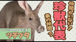 VOICEROID解説ひとくち動物図鑑38 ツチブタ [upl. by Tenneb]