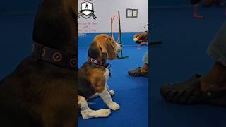 Is Rawhide bone good for your dog health 🐶 pettrainning dogtraining [upl. by Susan467]