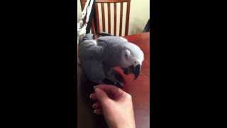 African Grey parrot mating dance [upl. by Athal]