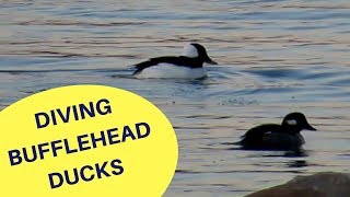 Diving Bufflehead Ducks 2018 [upl. by Ymmit291]