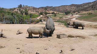 Rhinoceros Facts and How Rhinos are Made [upl. by Luciano]