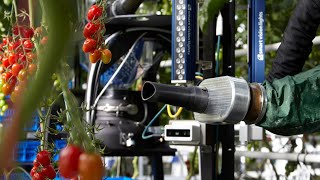 Robotic Tomato Harvester Helps Shape the Future of Tomato [upl. by Ajna]