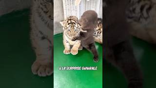 Lamitié pure entre un bébé ours et un tigre [upl. by Ajiam]