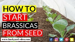 Starting Brassica Seeds  Seed Starting  Backyard Eden [upl. by Evans]