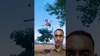 क्या ट्रेनिंग दी जाती है भाई कुत्ते को 🙏🏼🙏🐕Dogs Show Their Jumping Agility Shorts [upl. by Suirauqram246]