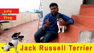 Small Dog  hunting dog l Jack Russell Terrier  Tamil Vlog  Raj Thilak  YPP  Chennai [upl. by Omora979]