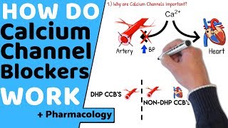 How do Calcium Channel Blockers Work Pharmacology [upl. by Geibel]