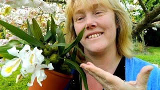 Coelogyne Orchid Update [upl. by Stearne509]