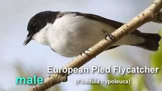 Pied Flycatcher  European Pied Flycatcher Bird Call and Pictures for Teaching BIRDSONG [upl. by Ilrebmik]